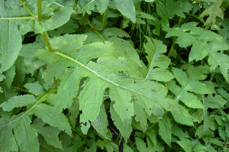 Cirsium vulgare e C. sp.